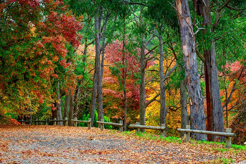 mount lofty